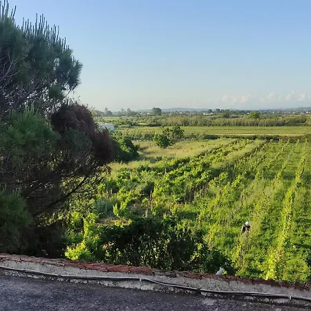 Among The Trees And By The Sea פייר