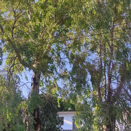 Among The Trees And By The Sea * 费里